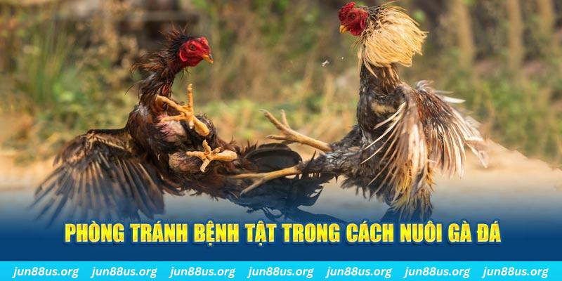 natural” trong baccarat nghĩa là gì?
